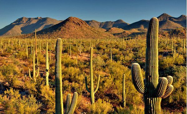 Saguaros, Living in Tucson Arizona, Tucson Arizona, Moving to Tucson Arizona