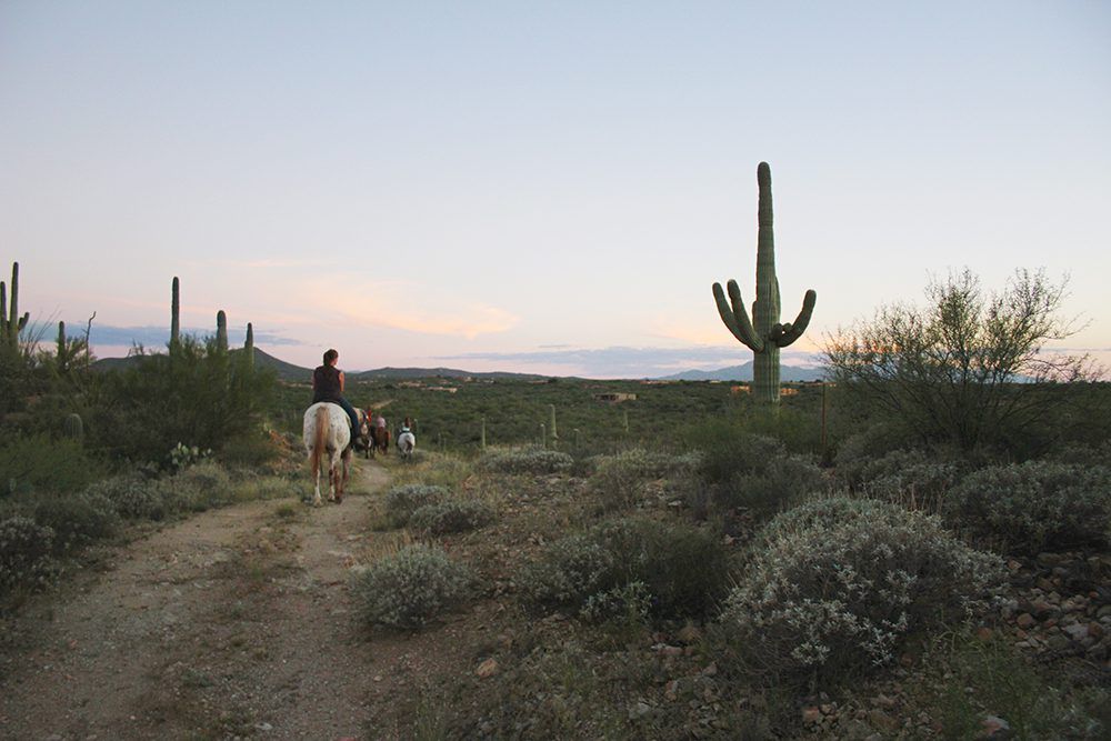 Saguaro stables, Living in Tucson Arizona, Tucson Arizona, Moving to Tucson Arizona